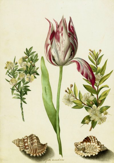 Tulpe, zwei Myrtenzweige und zwei Muscheln, ca. 1700 von Maria Sibylla Merian